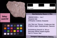 Foto (Objekt + Etiketten) von Decapoda indet. (NHMW-GEO-1990-0041-0359c)